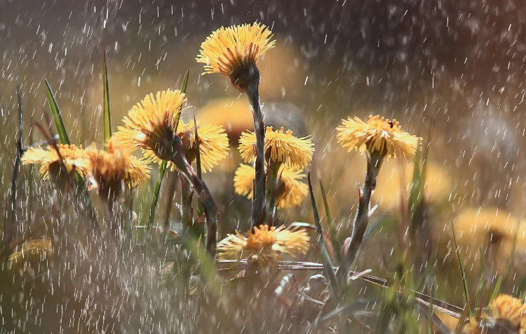 rain on yellow flowers